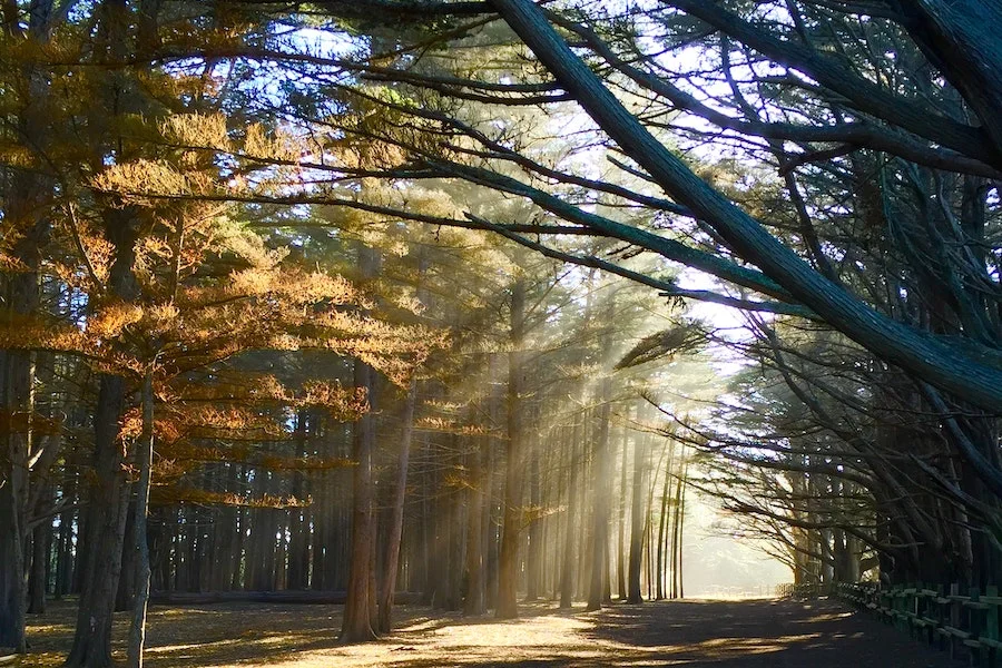 Őszi erdő ágai között besüt a napfény